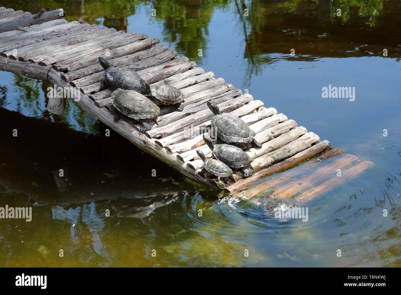 A family of turtles on a wooden bridge in a lake at a zoo in Turkey. Stock Photo