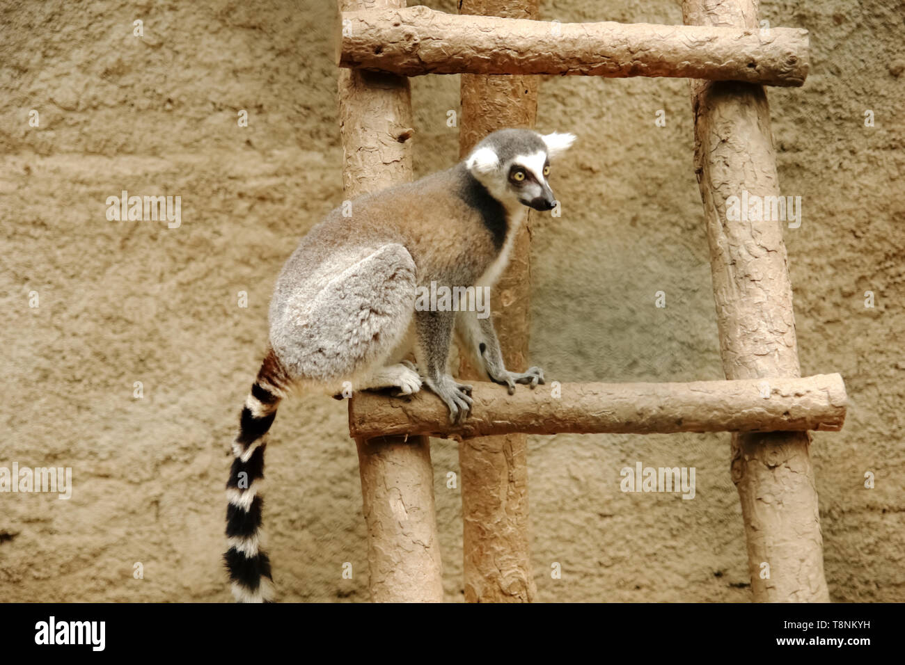 Ring-tailed lemur sitting on a wooden ladder at Izmir zoo. Stock Photo