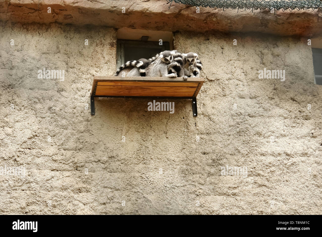 Ring-tailed lemurs sitting on the shelf near habitat at Izmir zoo. Stock Photo