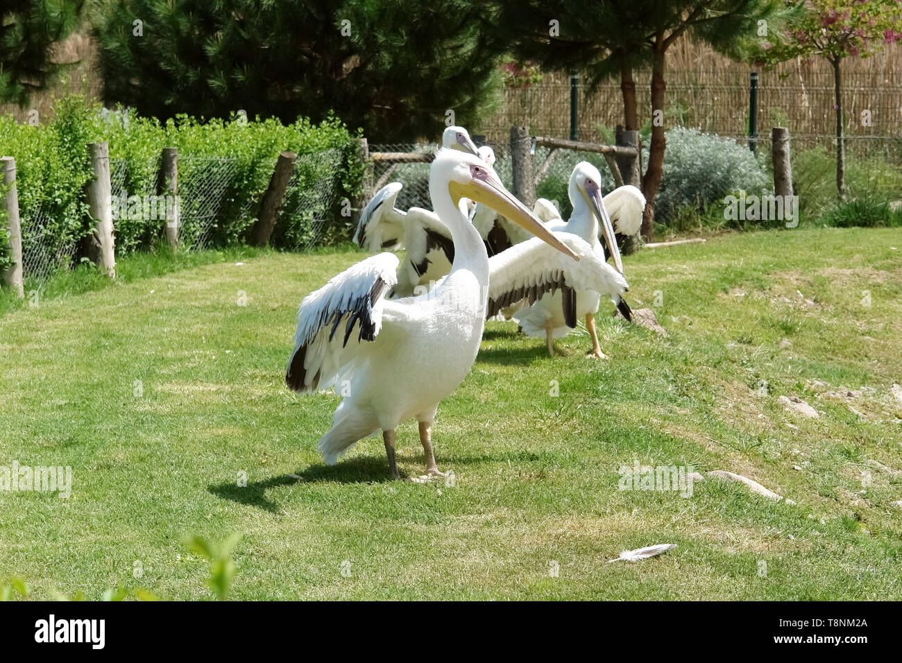 White pelicans with large wings on the green lawn in Izmir zoo. Stock Photo