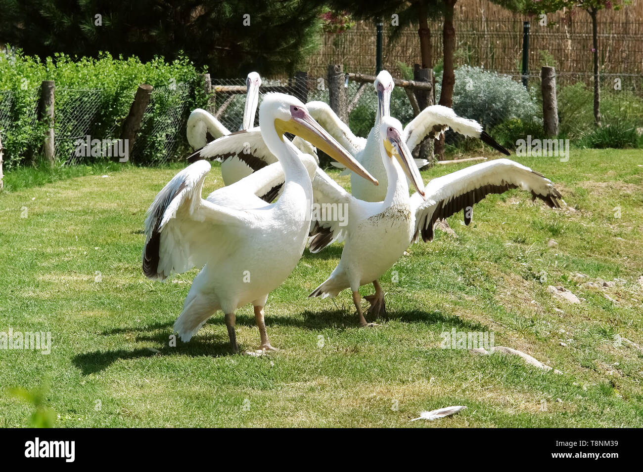 Group white pelicans with large wings on the green lawn in Izmir zoo. Stock Photo