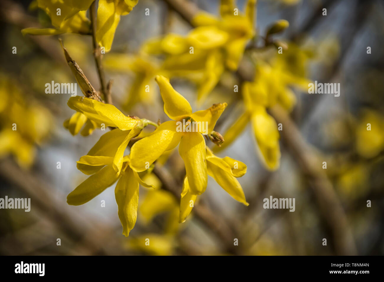 Spring blossoming forsythia soft hi-res stock photography and images ...