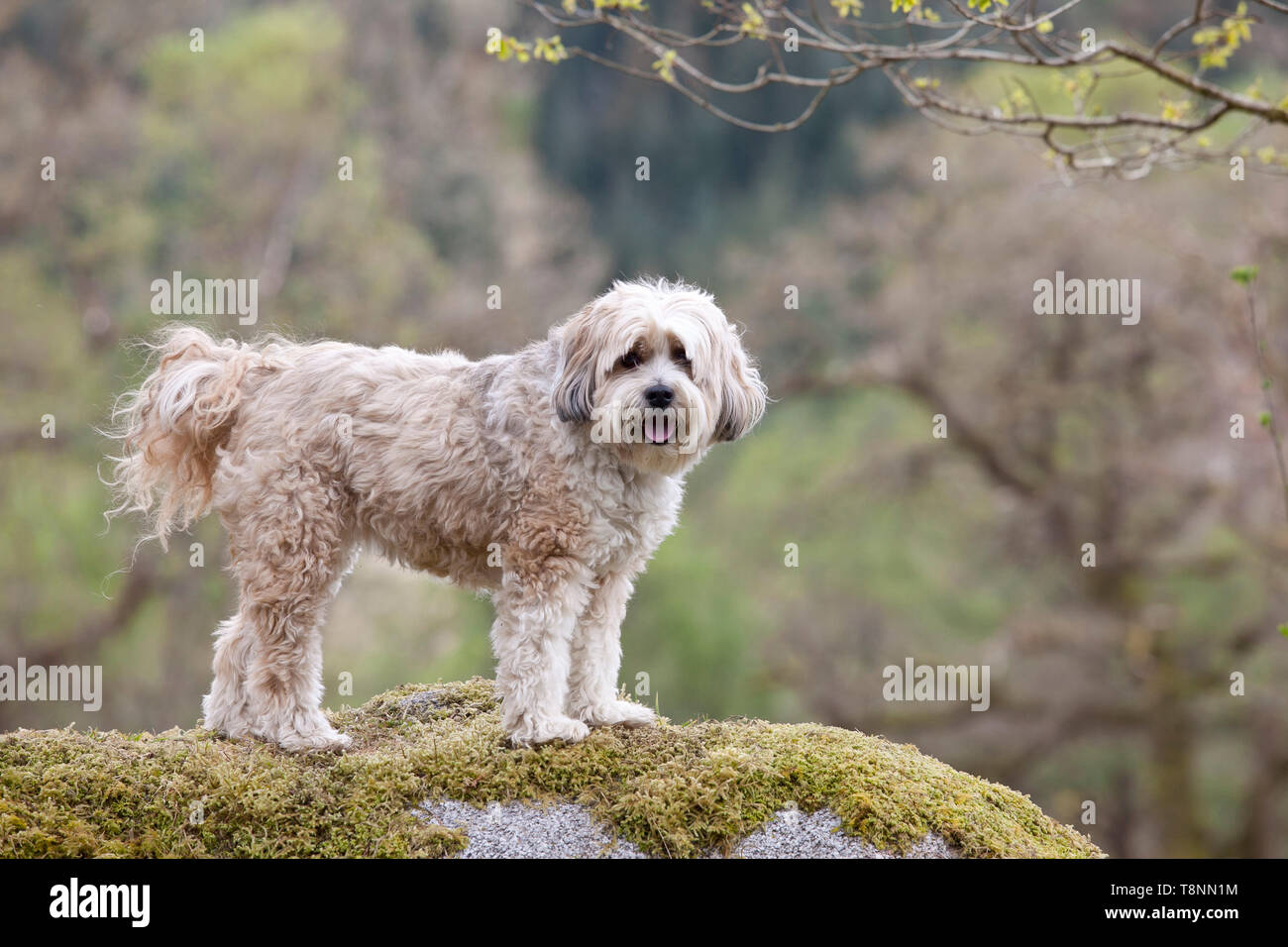 Can Tibetan Terriers See Through Their Hair