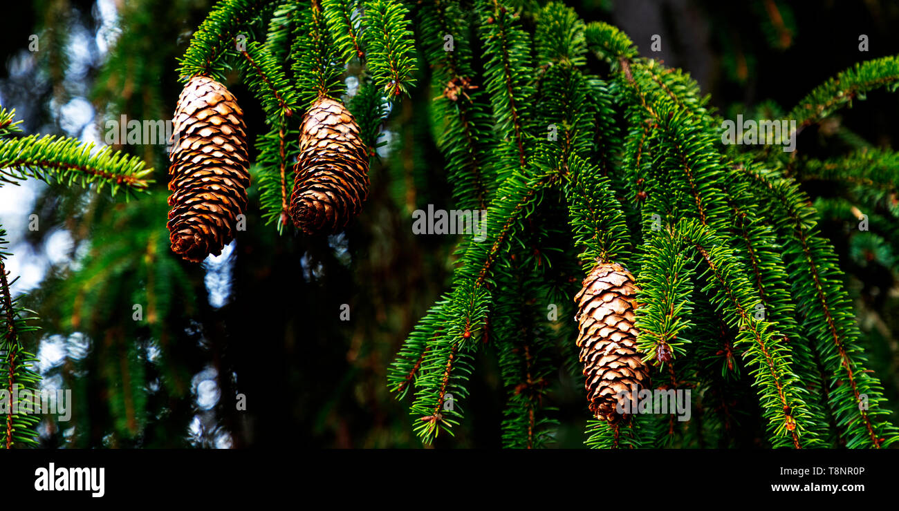 Pine cones on the branch Stock Photo