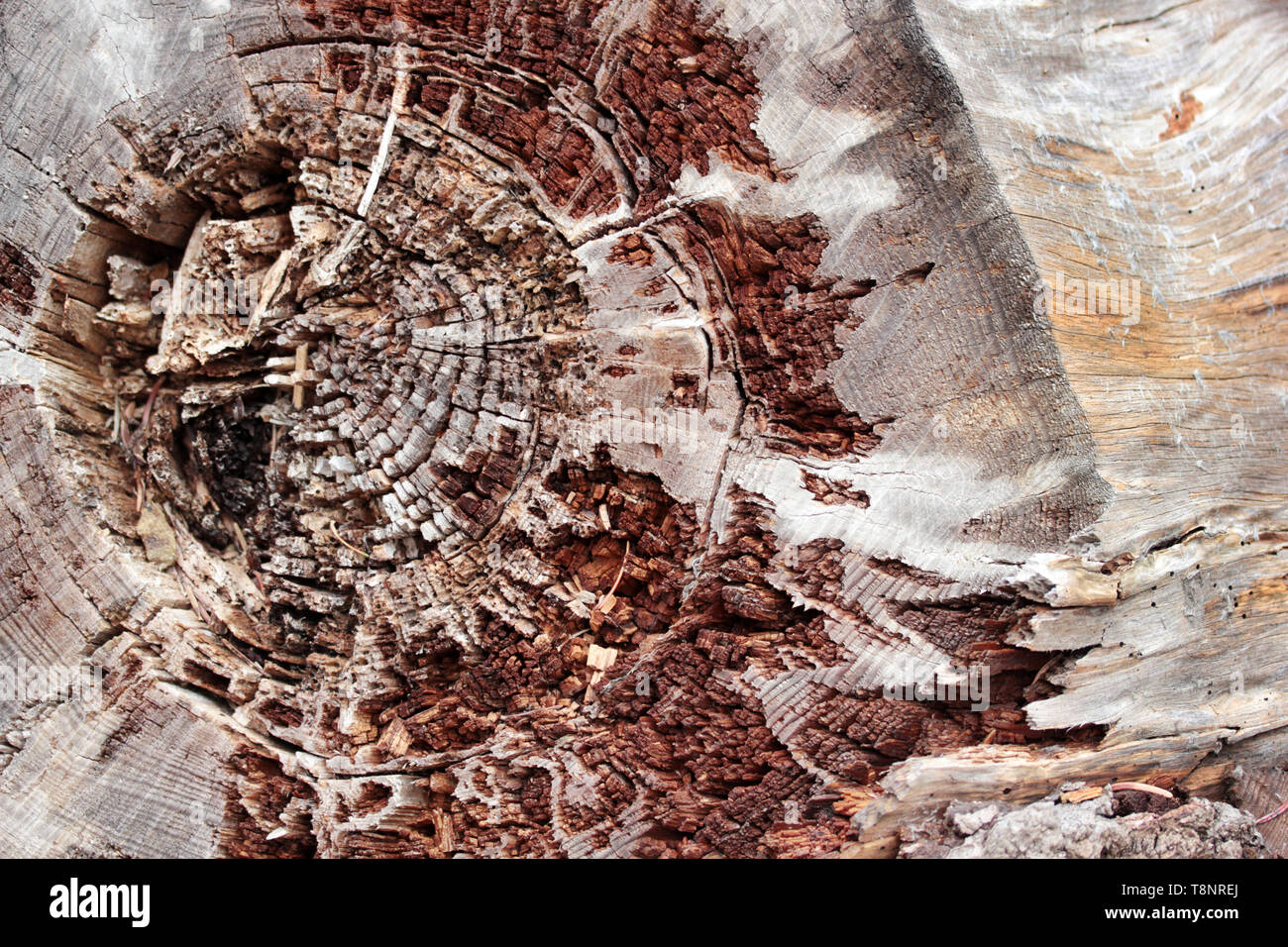 Tree - Log Abstract background Textured Stock Photo - Alamy