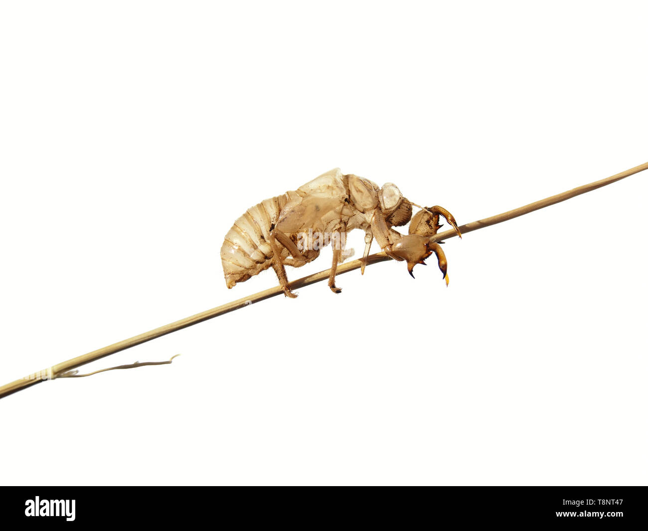 Empty larva after the insect metamorphosis in butterfly on a white background. Stock Photo