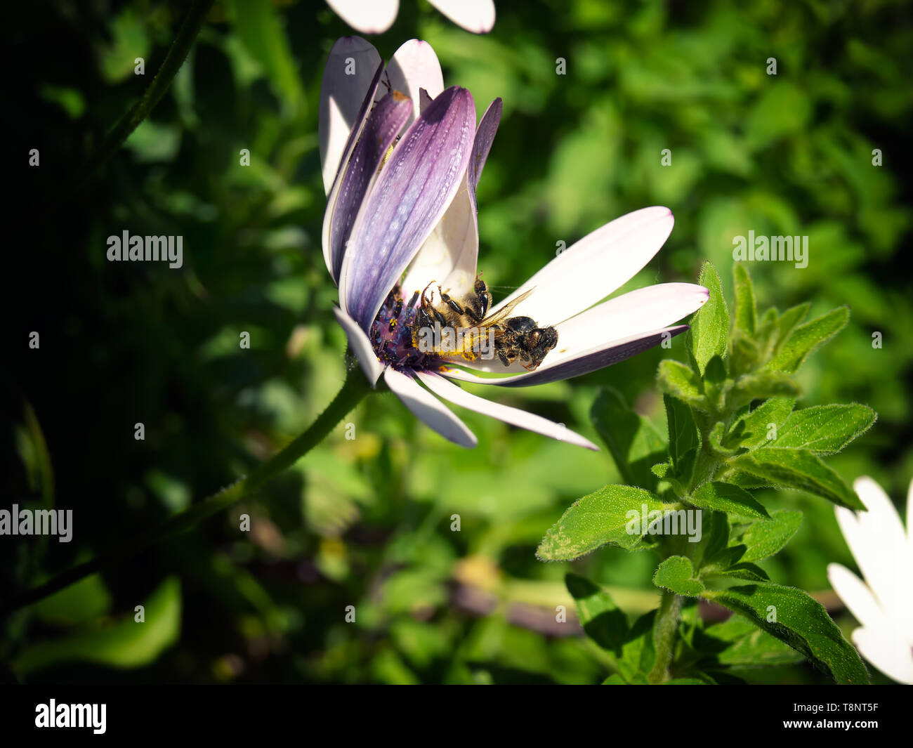 Two dead bees on the flower as the concept of the problem of extinction of bees Stock Photo