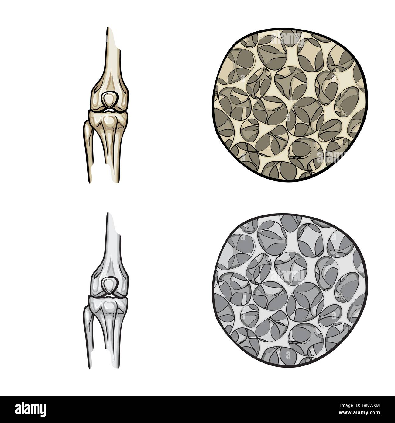 femur,osteoporosis,bony,cell,leg,tissue,knee,connective,tibia,cartilage ...