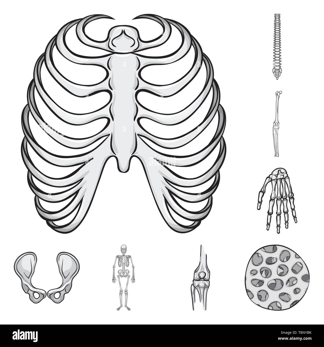 rib,spine,knee,wrist,hip,musculoskeletal,femur,fiber,cage,chiropractic ...