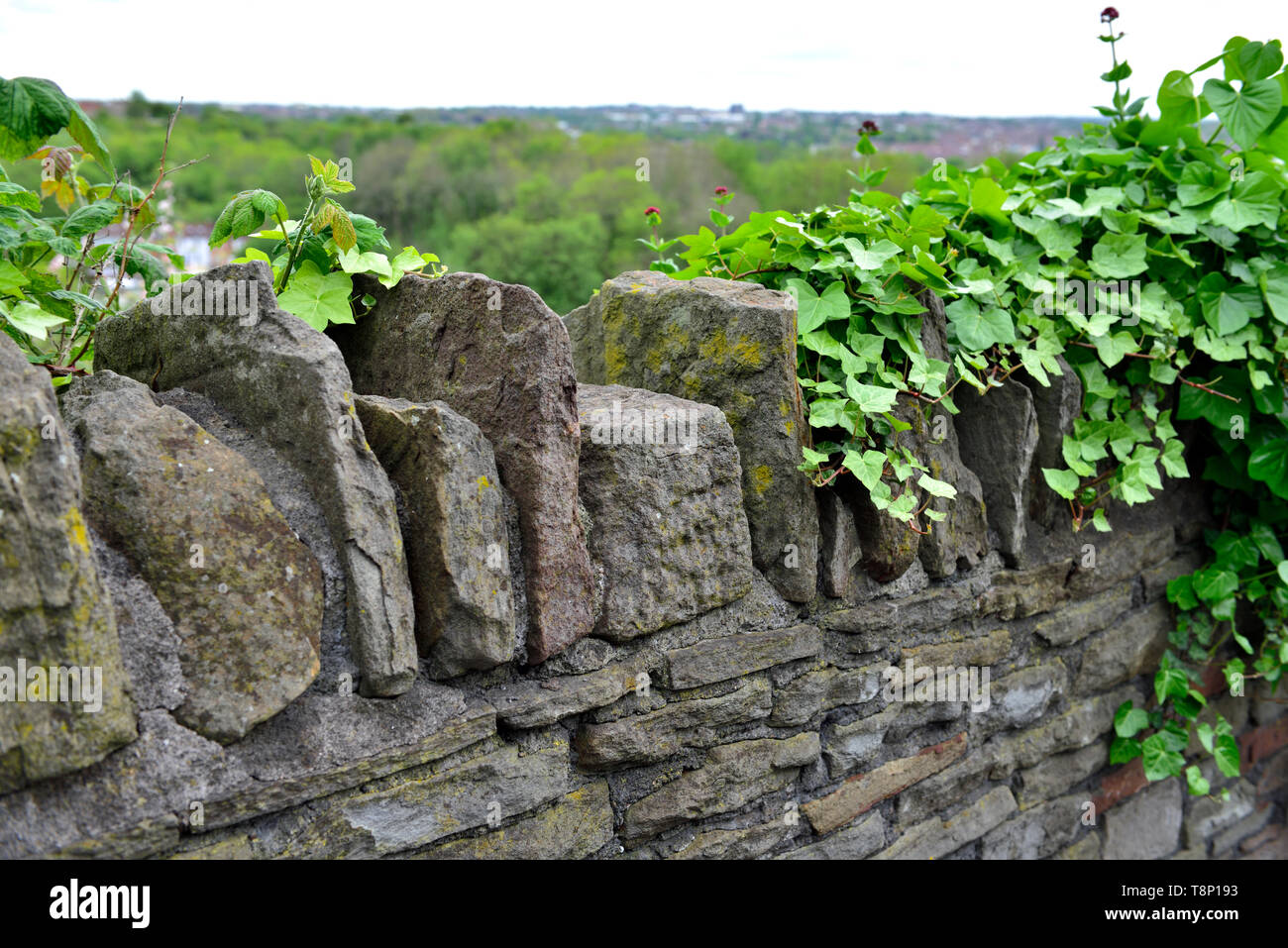 British Stone wall with traditional toppers capping stones with ivy growing over part Stock Photo