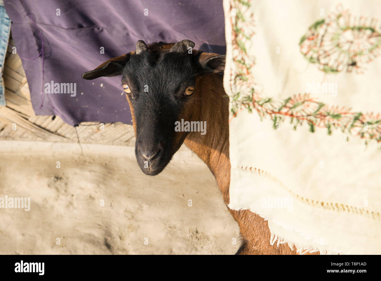 A got a common pet in Bangladesh. People can eat its meet and milk also