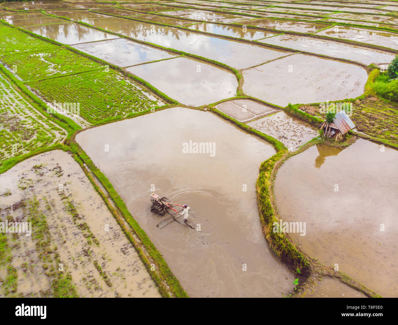 The rice fields are flooded with water. Flooded rice paddies. Agronomic ...