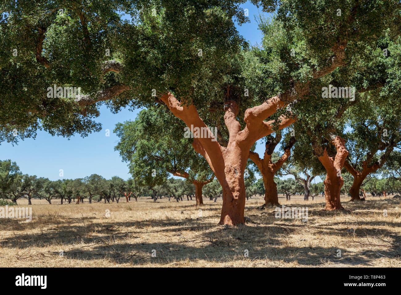 Cork trees, Alentejo, Portugal Stock Photo