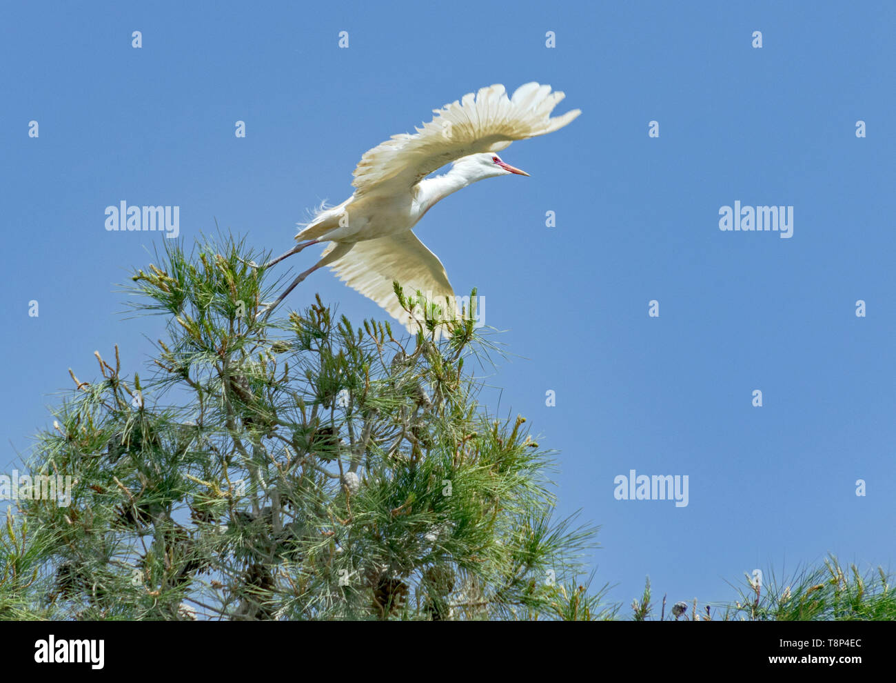 a graceful cattle egret flying away from an aleppo pine tree in Arad in Israel with a pure blue sky in the background Stock Photo
