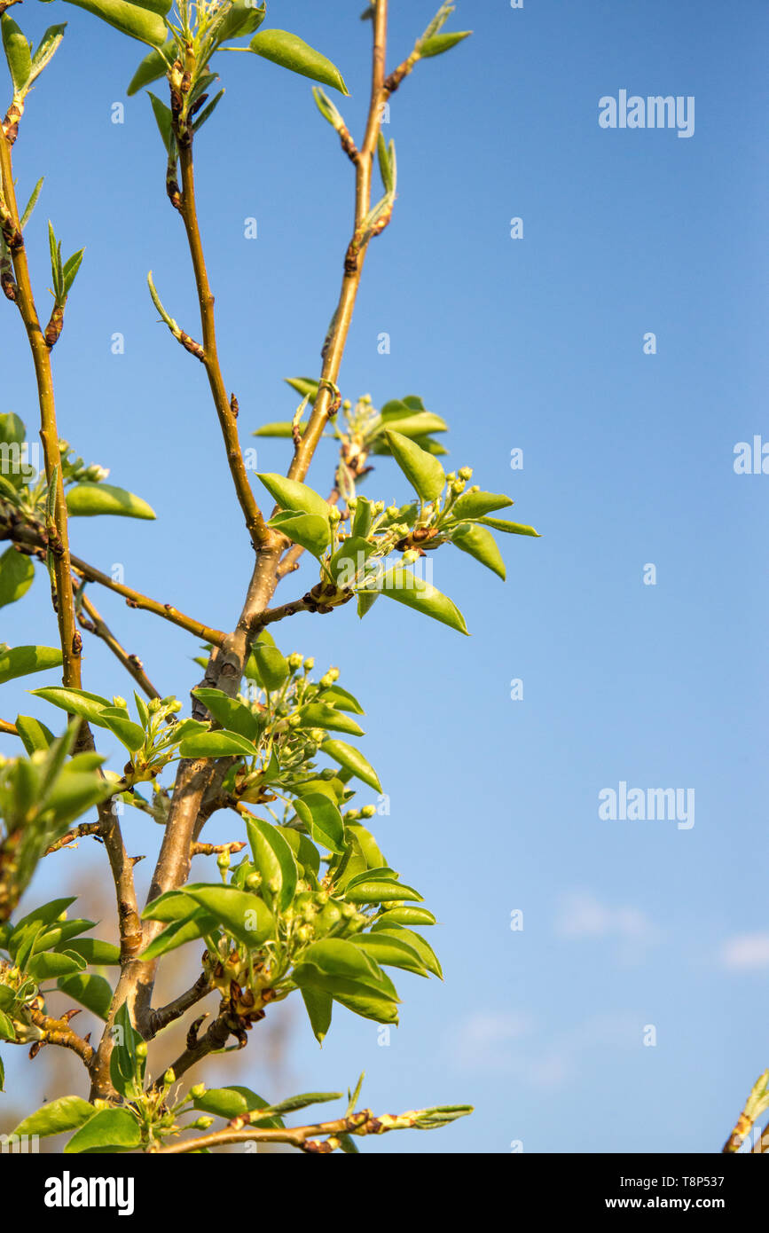 Pear tree buds hi-res stock photography and images - Alamy