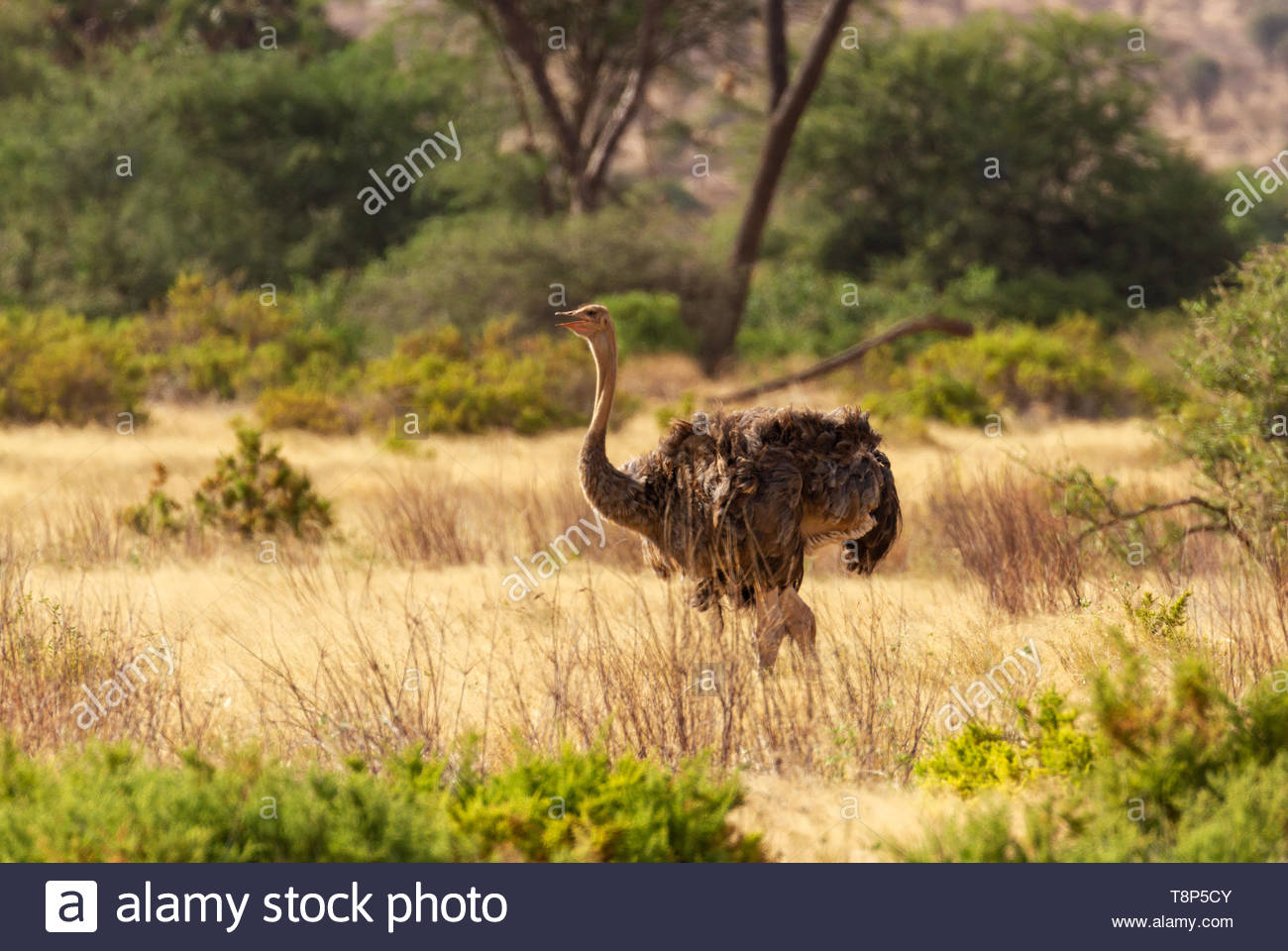 Large Feathers High Resolution Stock Photography and Images Alamy