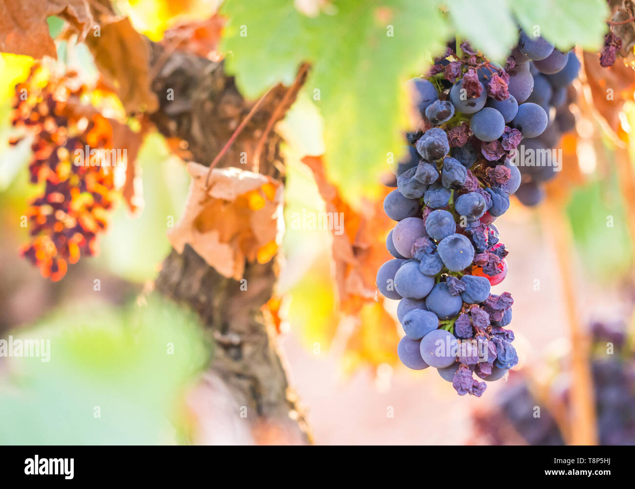 Bunches of red grapes growing in Setubal wine region, Portugal. Stock Photo