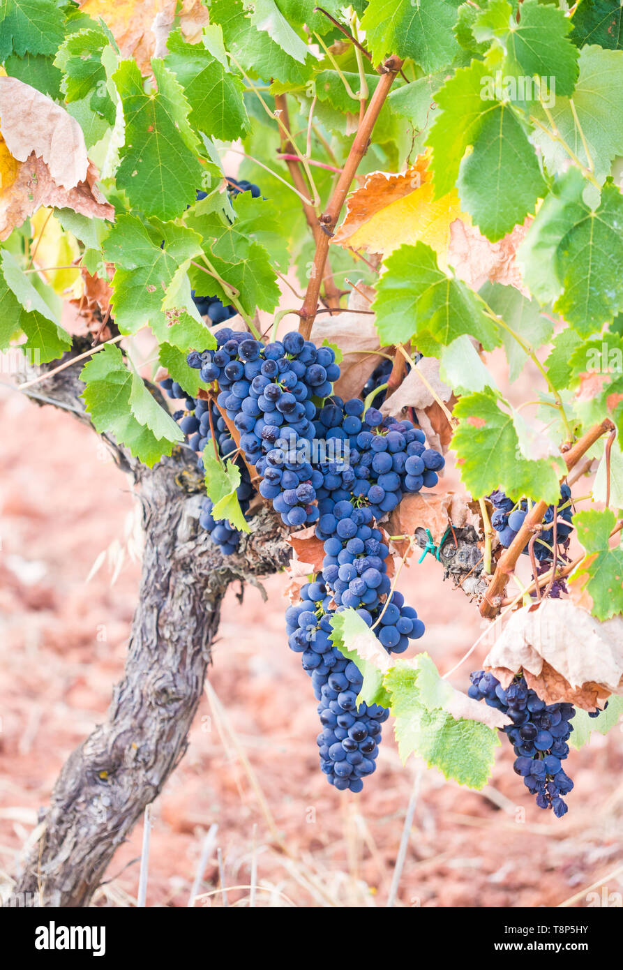 Bunches of red grapes growing in Setubal wine region, Portugal. Stock Photo