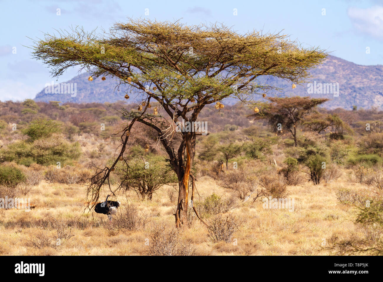 Male Somali ostrich Struthio molybdophanes in shade under large acacia tree with hanging weaver bird nests blue sky Ol Pejeta Conservancy Kenya Stock Photo