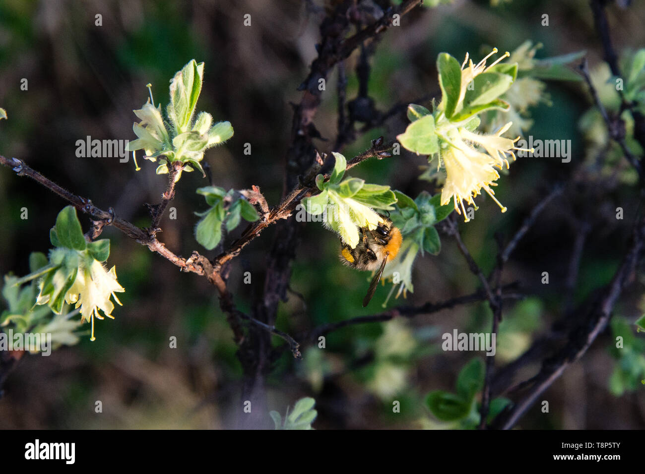Lyric macro of blooming flower winter honeysuckle Lonicera fragrantissima (standishii), or January jasmine, Chinese honeysuckle. A flower on the Stock Photo