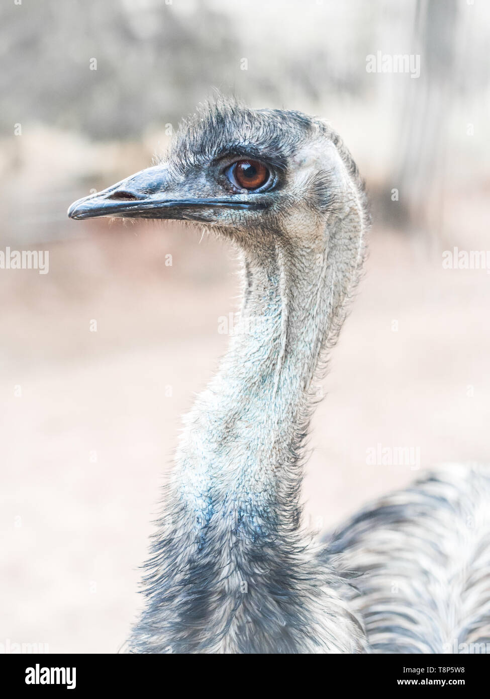 Emu (Dromaius novaehollandiae), the second-largest living bird by height. Stock Photo