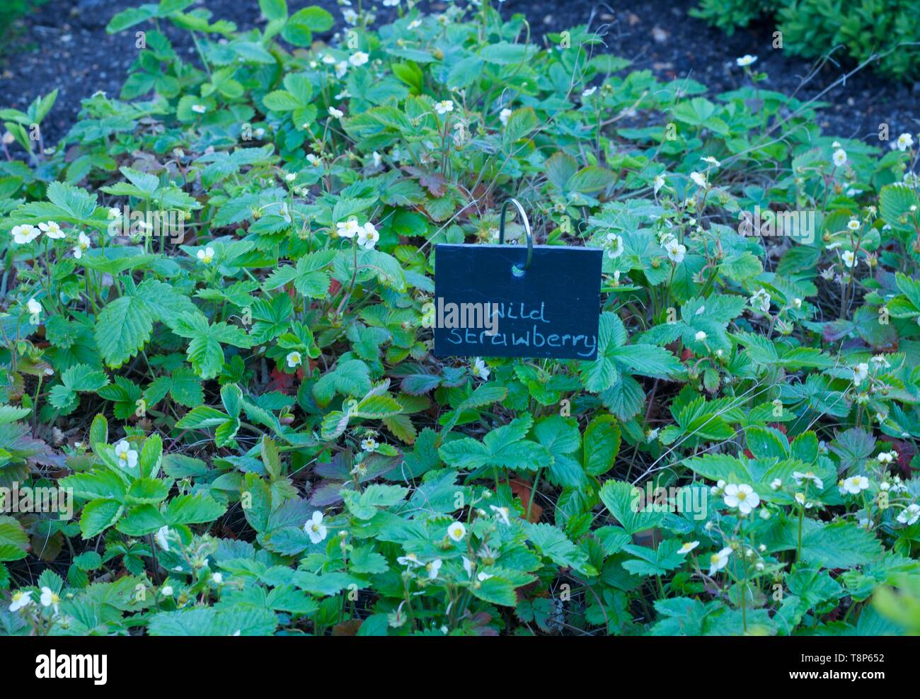 Bed of wild strawberry plants with foliage and black chalkboard Stock ...