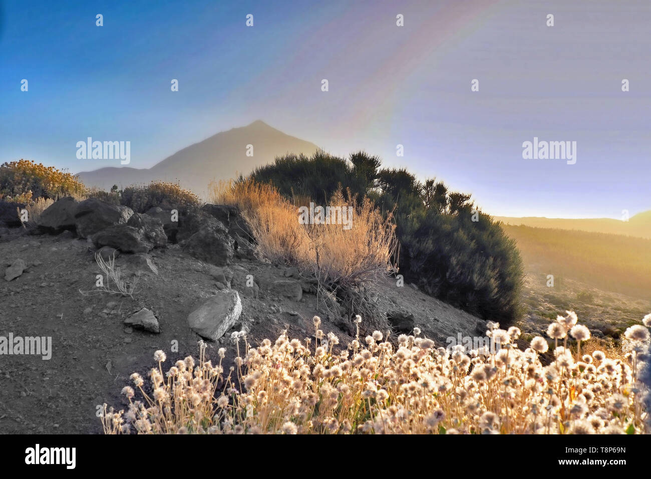 In the Nationalpaide Teide at Calima (Sahara Sandstorm and extremely high temperatures) the landscape sinks fine sand dust and in the sky the sand gus Stock Photo