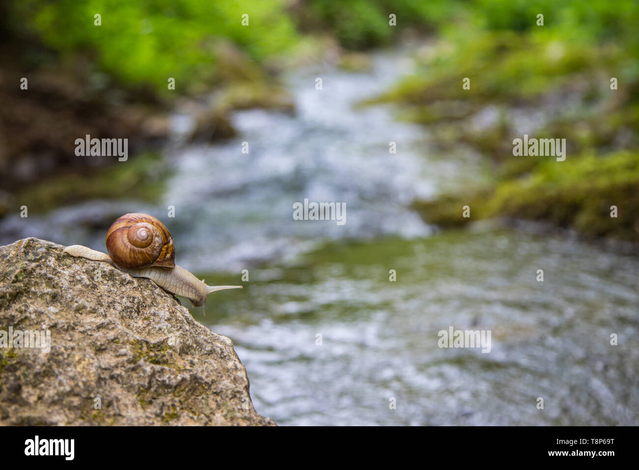 Snail on the stone next to the stream in the forest. Stock Photo