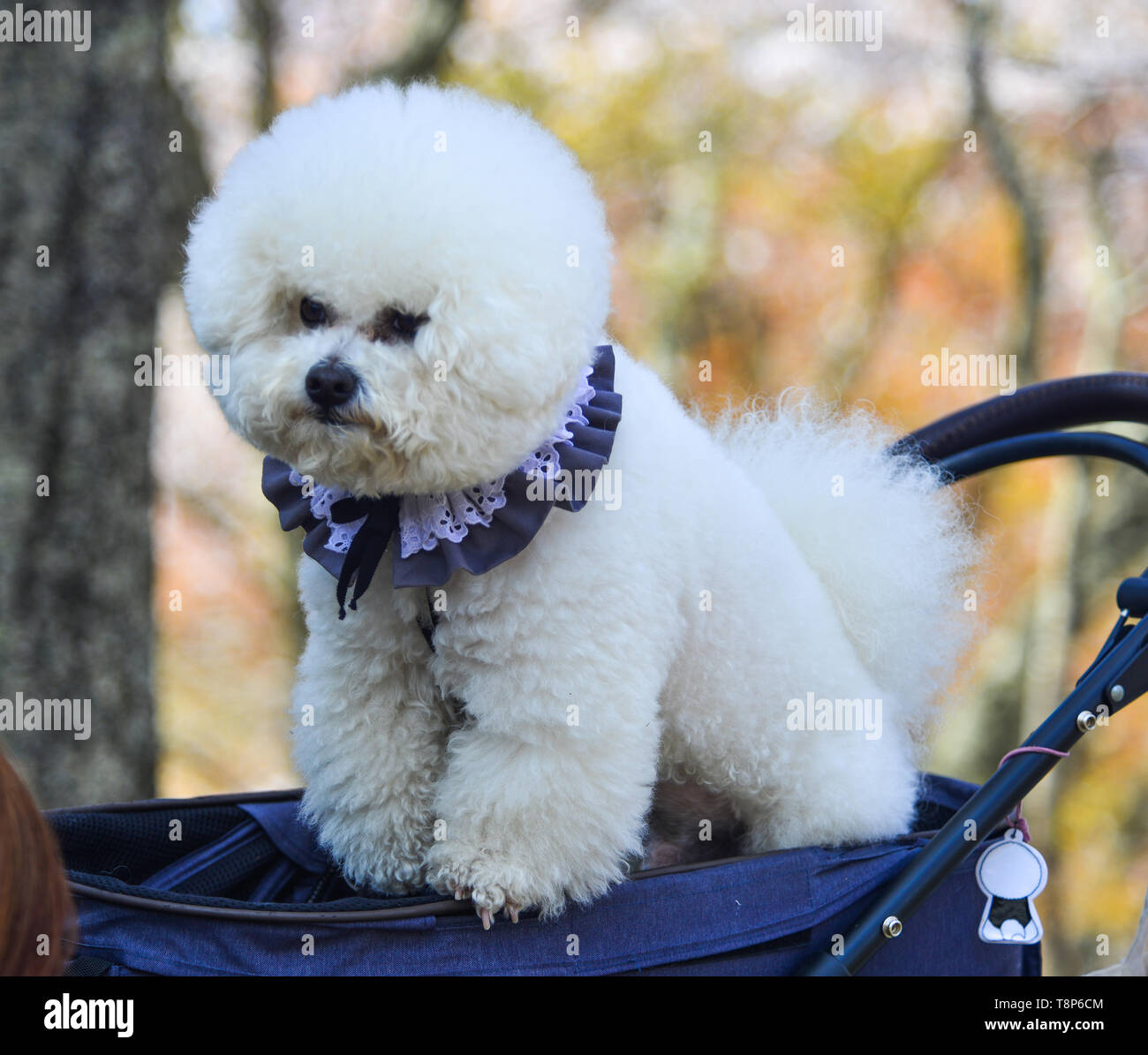 Japanese poodles sales