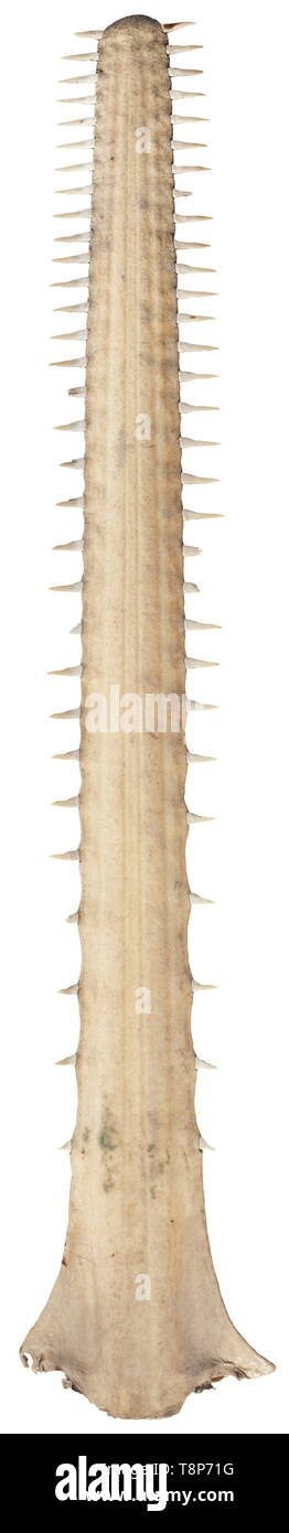 A saw from an Indo-Pacific sawfish (Pristis pristis) Magnificent saw from a sawfish with numerous large, partly damaged teeth. Length 131 cm. Sawfishes are shark-like rays which use their long saw-like rostrums to slash at schooling fishes in order to devour them, and to detect shellfish and crustaceans hiding in the sea floor. CITES certificates available. historic, historical, hunt, hunts, hunting, utensil, piece of equipment, utensils, trophies, object, objects, stills, clipping, clippings, cut out, cut-out, cut-outs, Additional-Rights-Clearance-Info-Not-Available Stock Photo