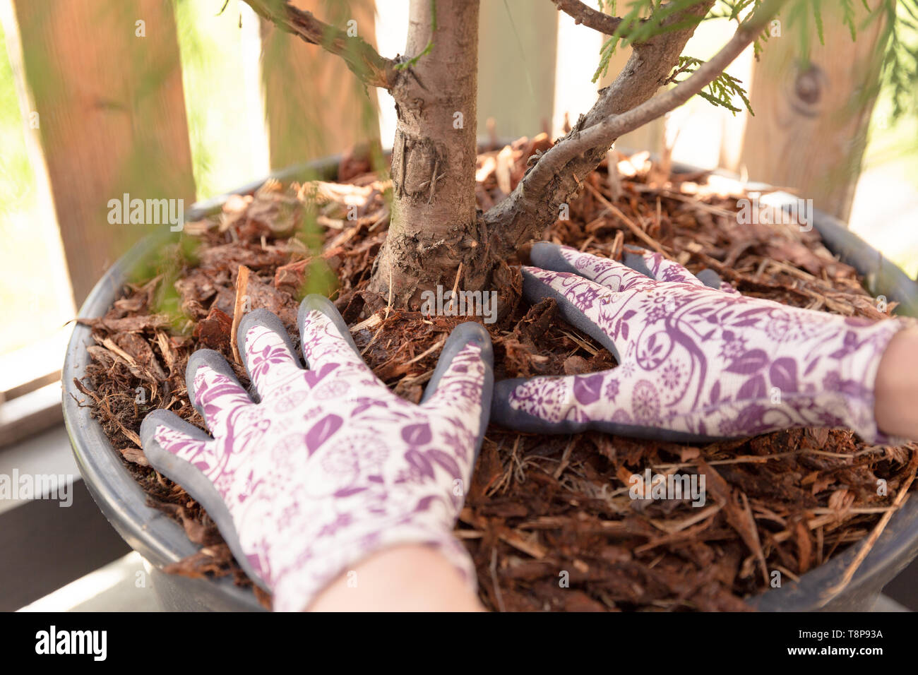 Woman gardener mulching potter thuja tree with pine tree bark mulch. Urban gardening Stock Photo