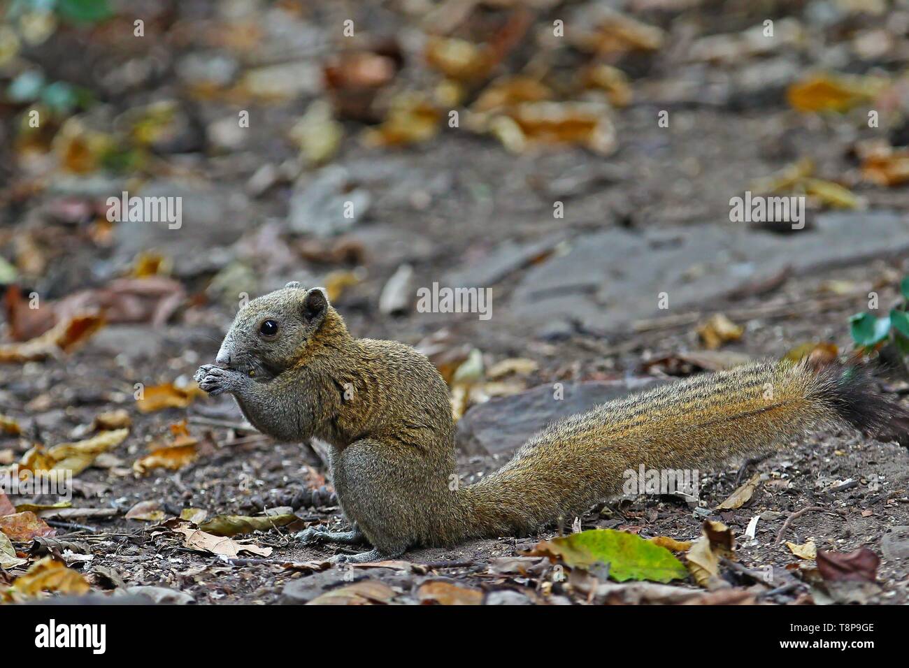 Grey Bellied Squirrel Callosciurus Caniceps In Morning