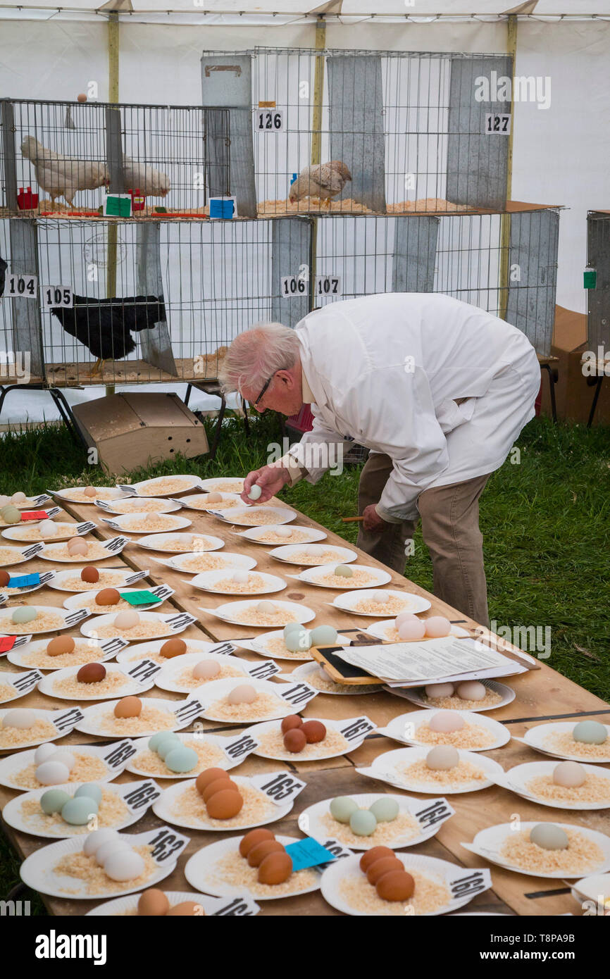 A judge inspects the eggs entered in the Poultry Best Egg section at a Country Show. Stock Photo
