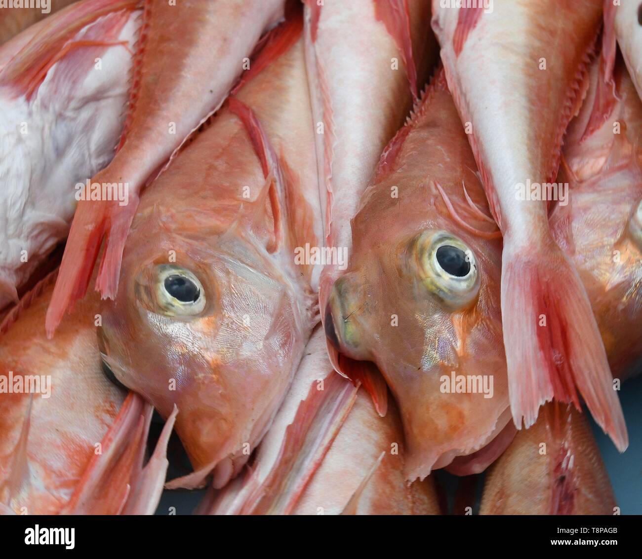 fresh Tub gurnard, Searobin, Tubfish fish-market ,  Port Andratx, April 15, 2019 | usage worldwide Stock Photo