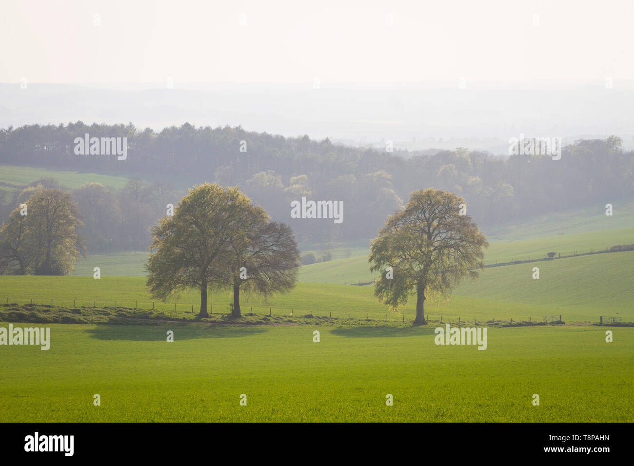 A view of two trees with fresh Spring foliage from the Chilterns at Nuffield, Oxfordshire. Stock Photo