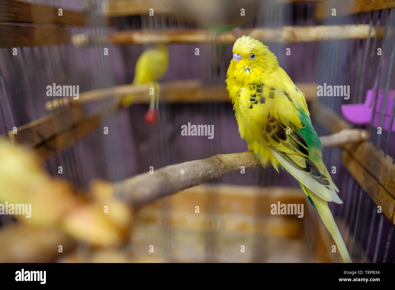 parrot in a cage Stock Photo Alamy