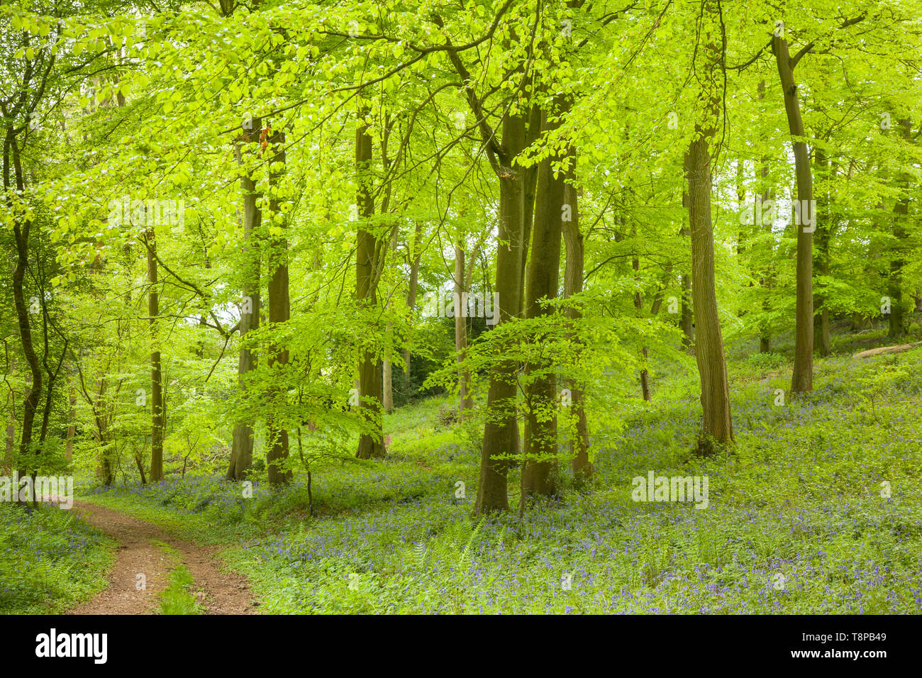 Beech woods in Spring with bright fresh green foliage and bluebells near Henley-on-Thames, Oxfordshire Stock Photo