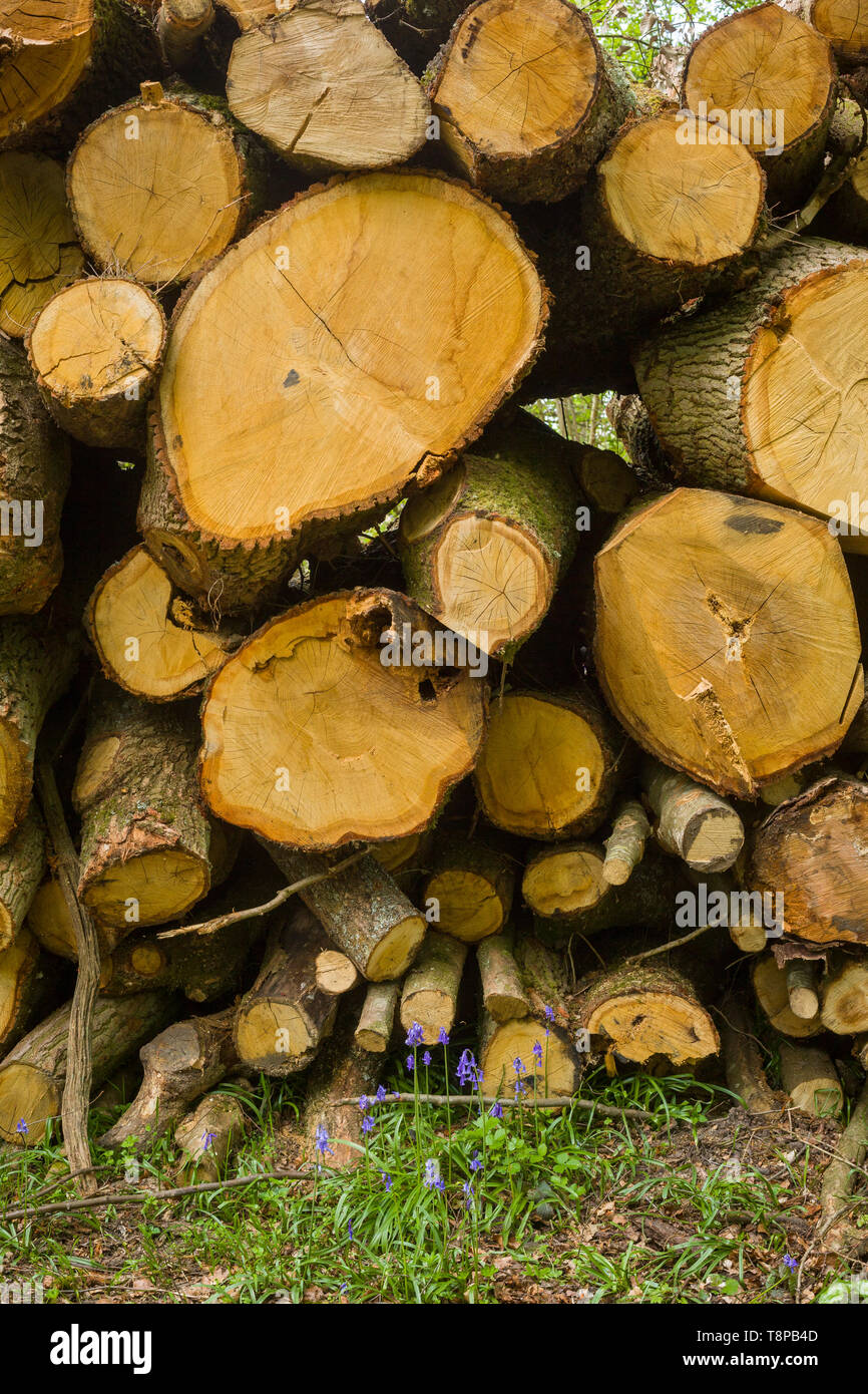 Sawn Beech wood logs with Bluebells in woods near Henley-on-Thames, Oxfordshire Stock Photo