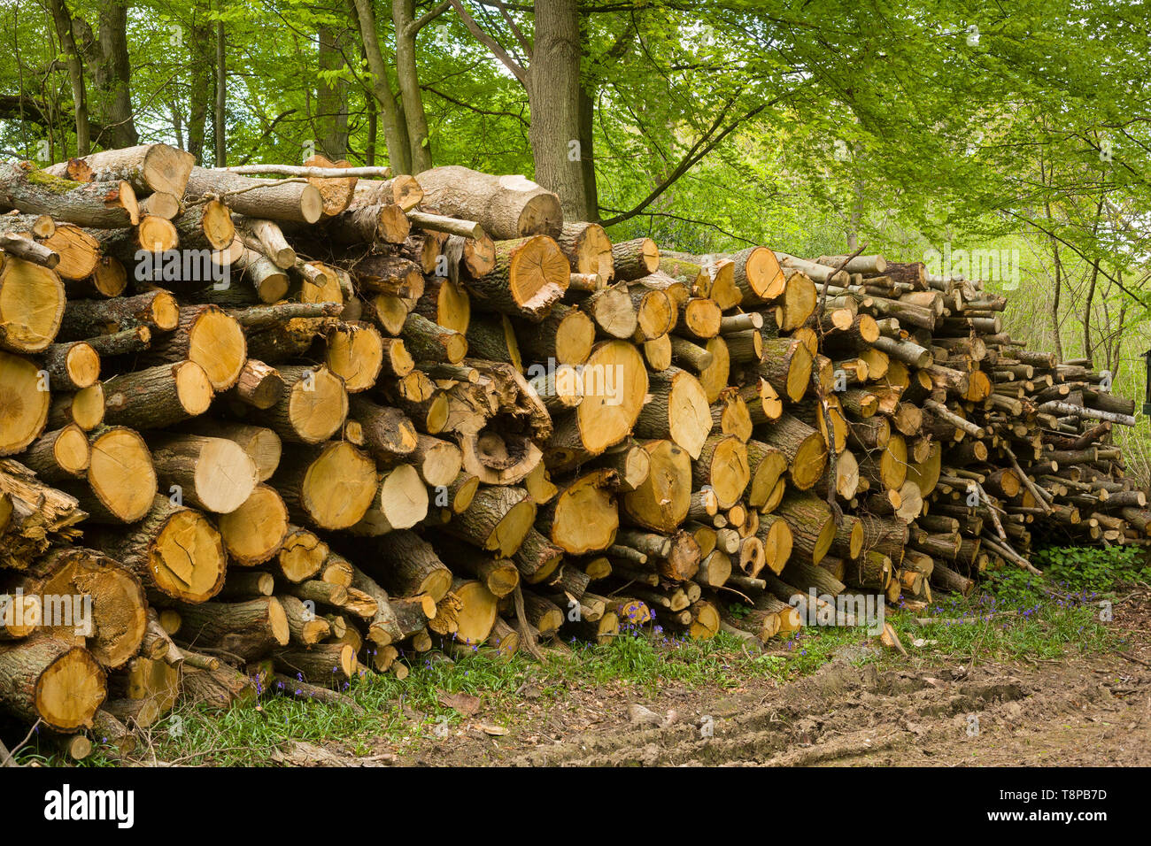 Sawn Beech wood logs with Bluebells in woods near Henley-on-Thames, Oxfordshire Stock Photo