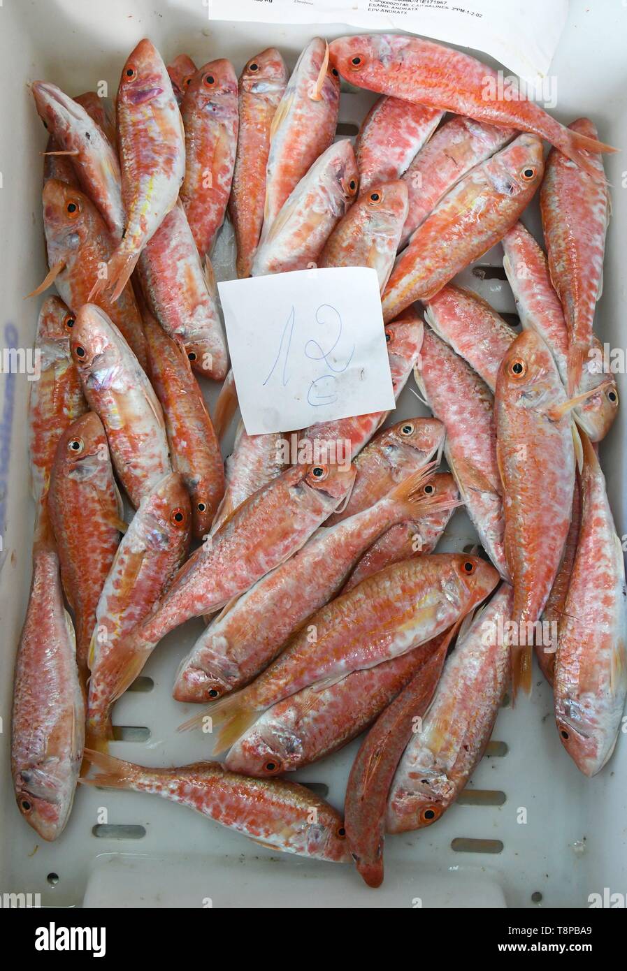 fresh sea food ( muulus surmuletus) fish-market , Port Andratx, April ...