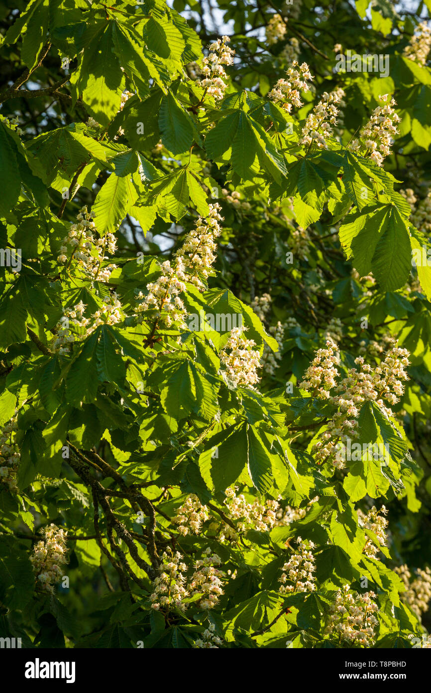 White flowers of the Horse Chestnut tree, Aesculus hippocastanum, catch the evening sun Stock Photo