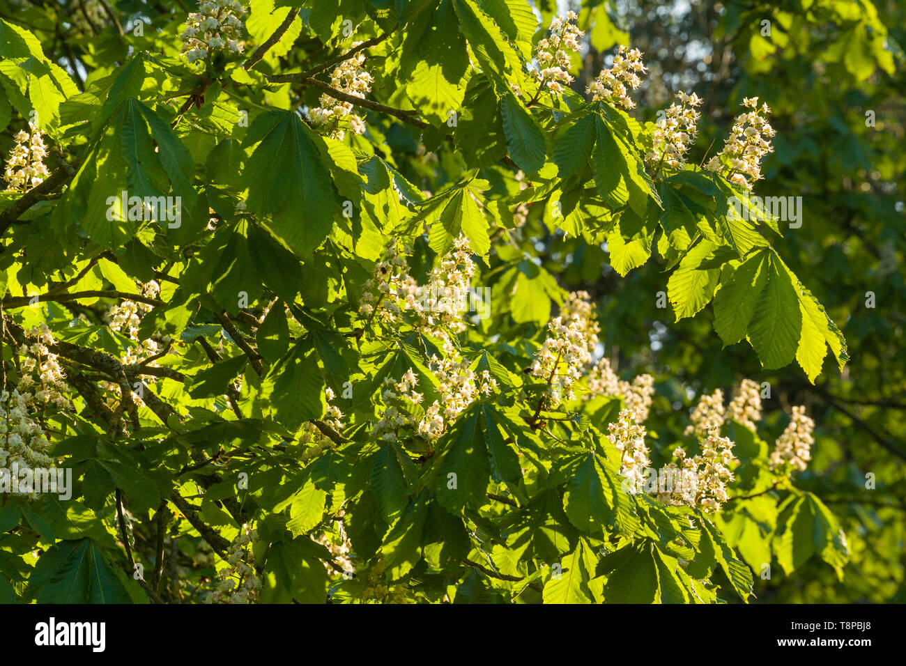 White flowers of the Horse Chestnut tree catch the evening sun Stock Photo