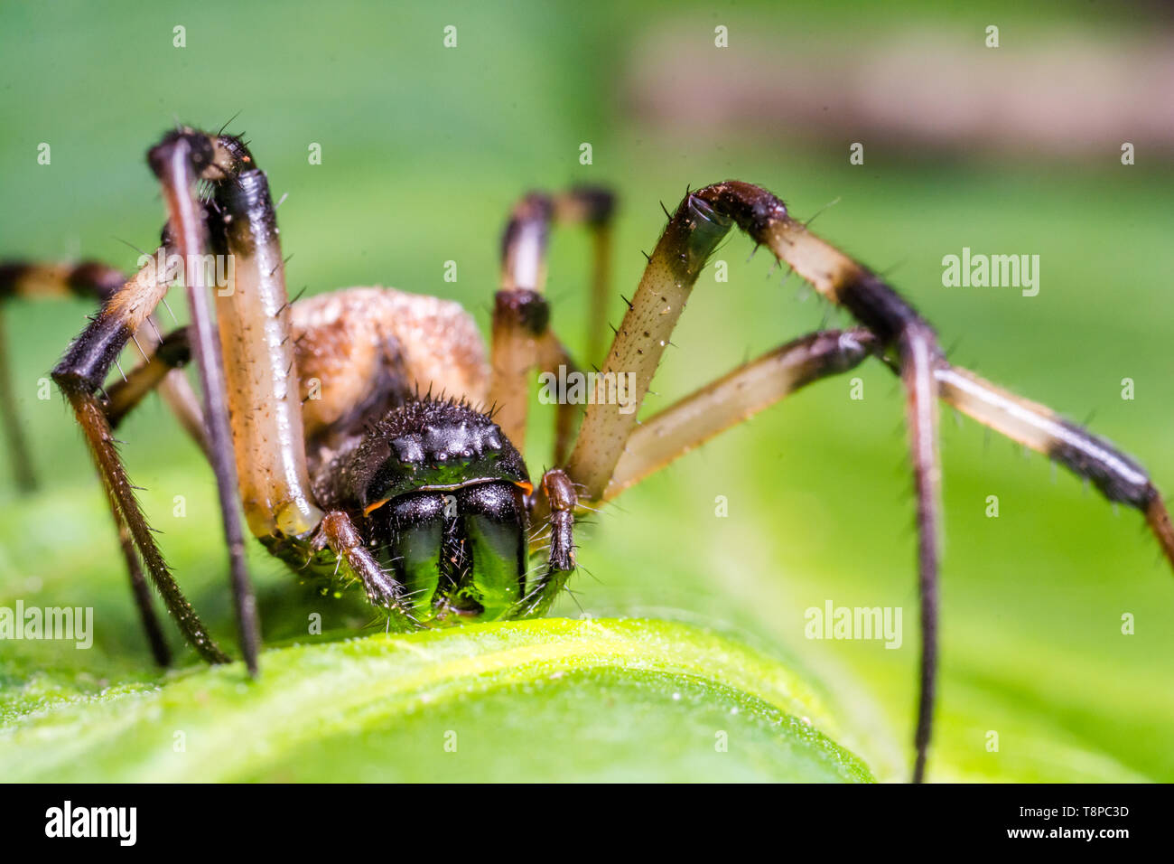 Jumping insects hi-res stock photography and images - Alamy