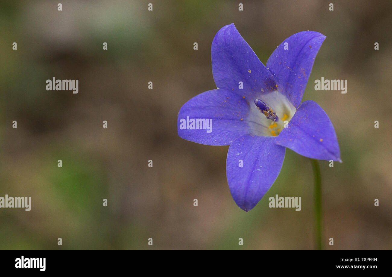Australian Bluebell (Wahlenbergia sp.) Stock Photo