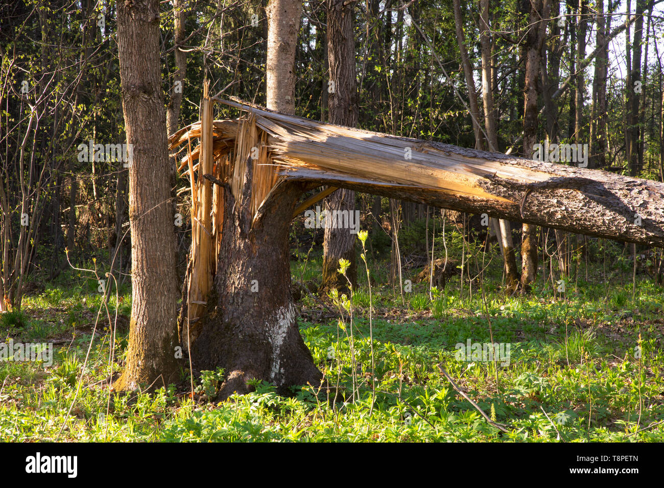 Russia forest hi-res stock photography and images - Alamy