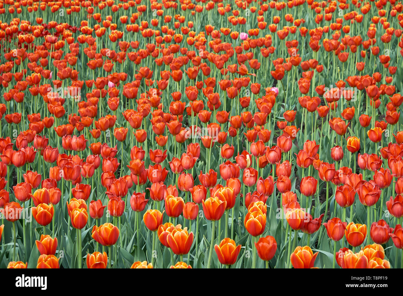 Flower bed of bright orange-red tulips at Spring time Stock Photo - Alamy