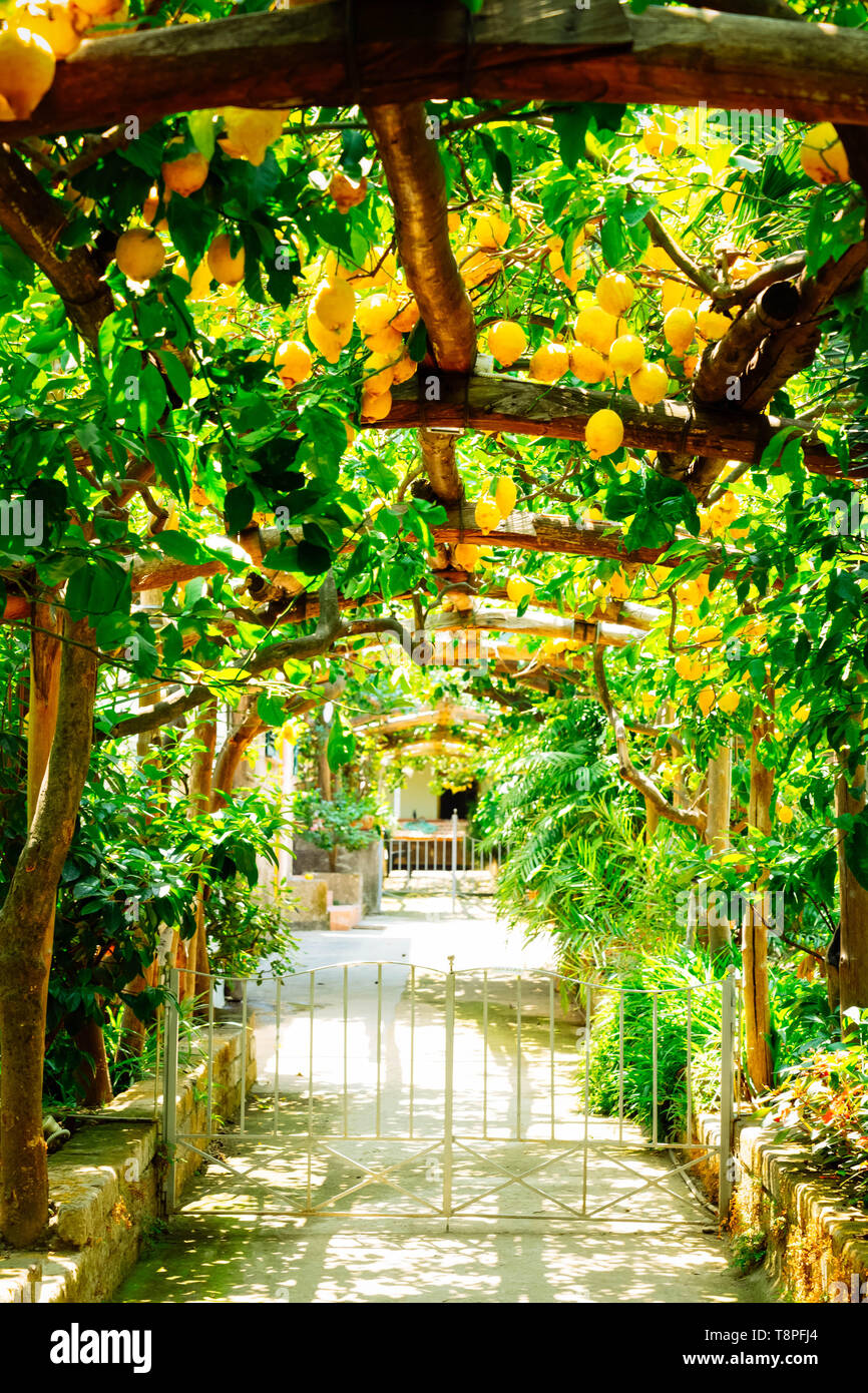 Lemon garden of Sorrento Stock Photo - Alamy