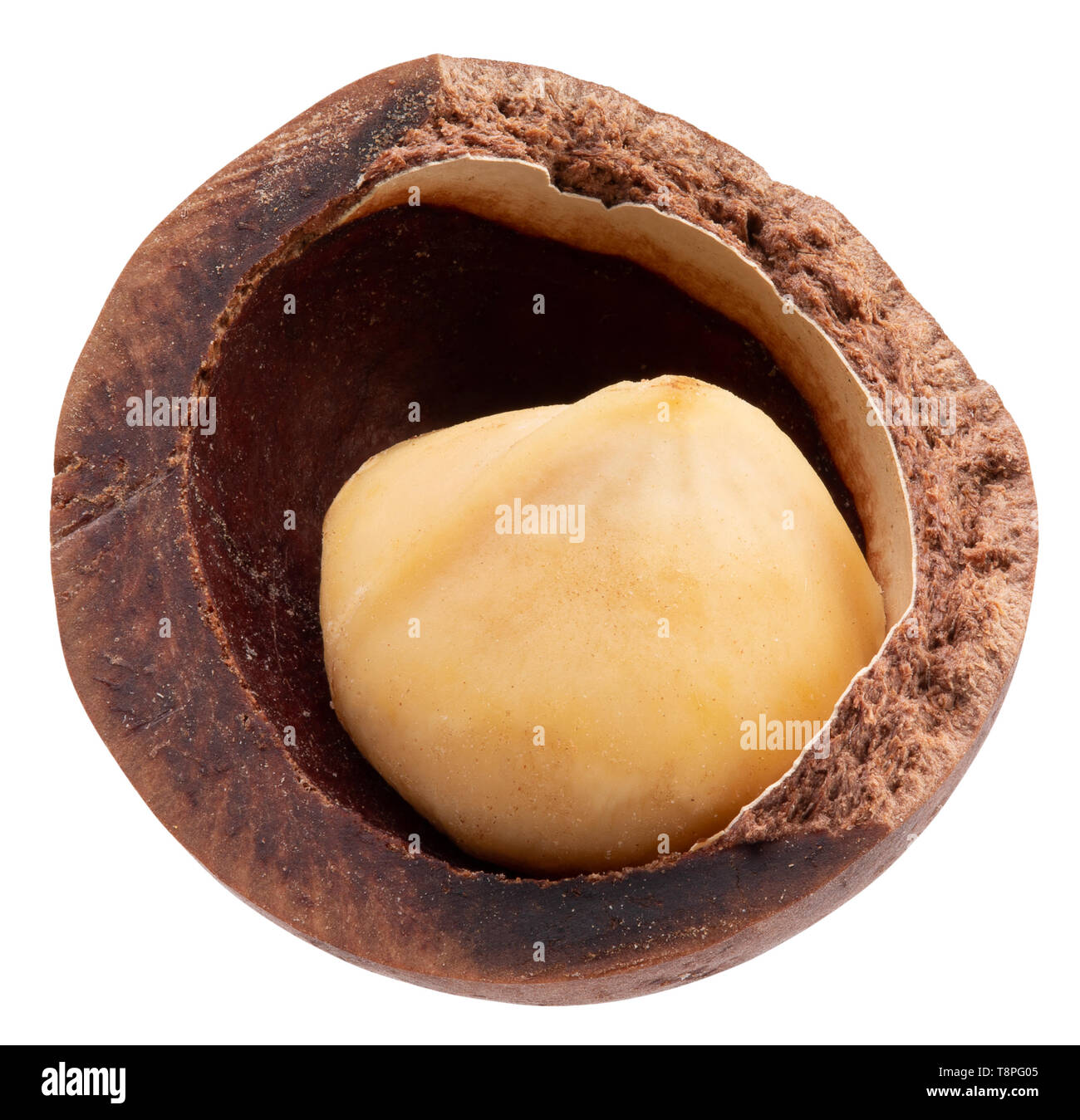 macadam nut isolated on a white background. Stock Photo
