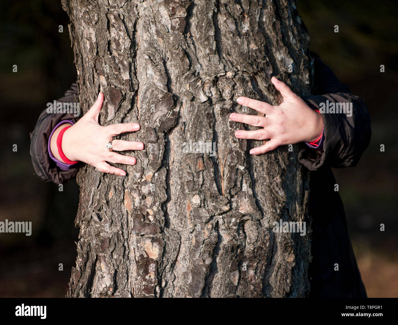 Hands of an unrecognizable woman hugging a tree Stock Photo