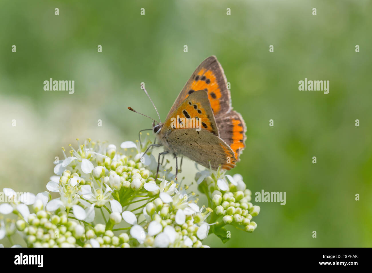 brown butterfly sitting on wild white flower in green grass Stock Photo